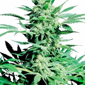Sensi Seeds Shiva Skunk feminisiert