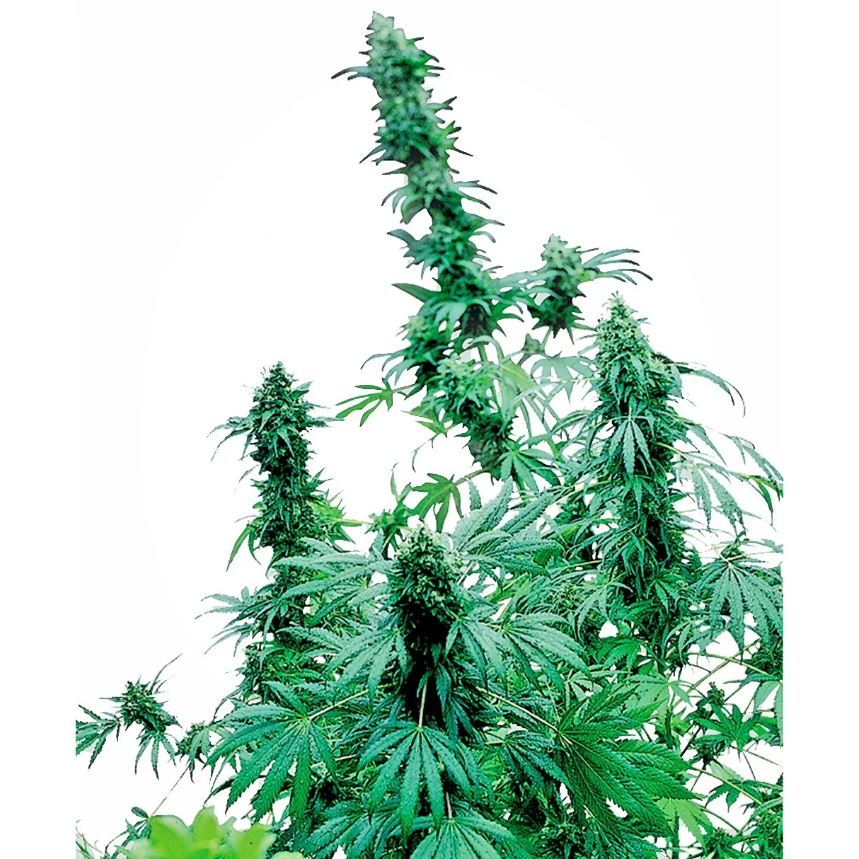 Sensi Seeds Early Skunk feminisiert