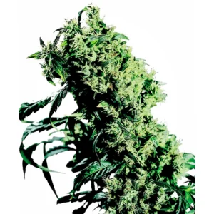 Sensi Seeds NL#5 x Haze feminisiert