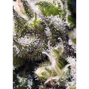 Sweet Seeds Cream Caramel Auto feminisiert