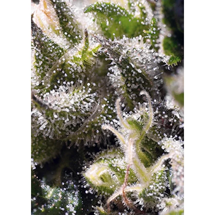 Sweet Seeds Cream Caramel Auto feminisiert