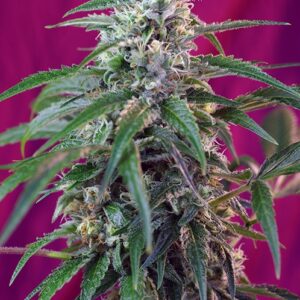Sweet Seeds Green Poison Auto feminisiert