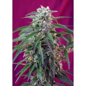 Sweet Seeds Green Poison Auto feminisiert