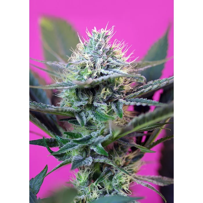 Sweet Seeds Speed + Auto feminisiert