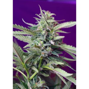 Sweet Seeds S.A.D. Auto feminisiert