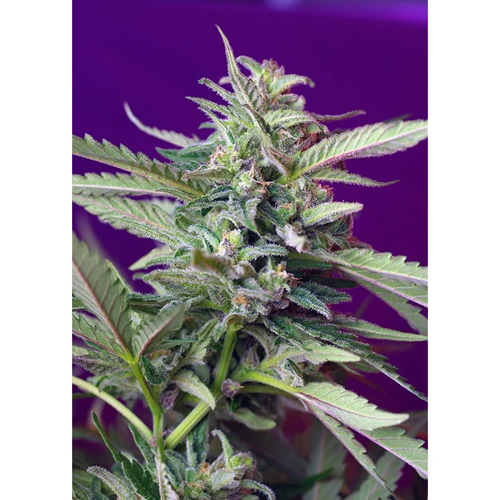Sweet Seeds S.A.D. Auto feminisiert