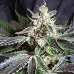 Sweet Seeds Black Jack feminisiert