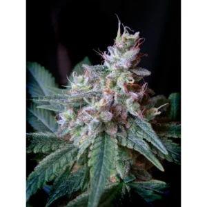 Sweet Seeds Cream Caramel feminisiert