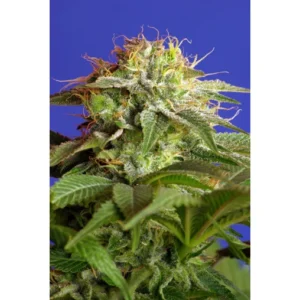 Sweet Seeds Green Poison feminisiert