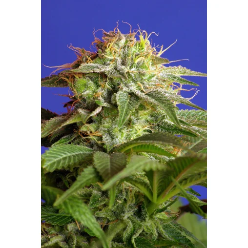 Sweet Seeds Green Poison feminisiert