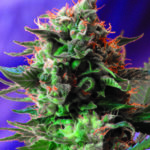 Sweet Seeds Jack 47 feminisiert