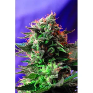 Sweet Seeds Jack 47 feminisiert