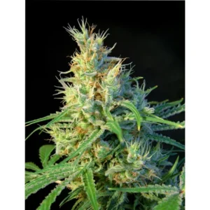 Sweet Seeds Psicodelicia feminisiert