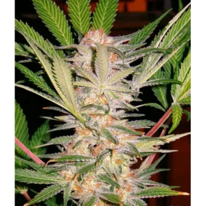 Sweet Seeds S.A.D. Sweet Afghani Delicious S1 feminisiert