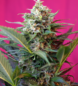 Sweet Seeds Big Devil XL Auto feminisiert