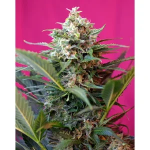 Sweet Seeds Big Devil XL Auto feminisiert