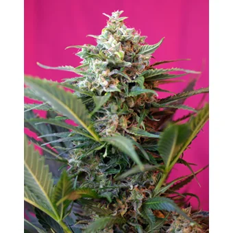Sweet Seeds Big Devil XL Auto feminisiert