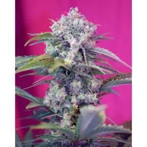 Sweet Seeds Cream Mandarine Auto feminisiert