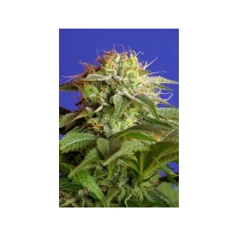 Sweet Seeds Green Poison F1 FAST Version feminisiert