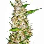 Sensi Seeds Skunk #1 Auto feminisiert