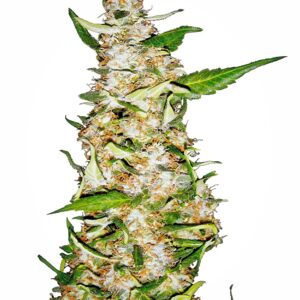 Sensi Seeds Skunk #1 Auto feminisiert