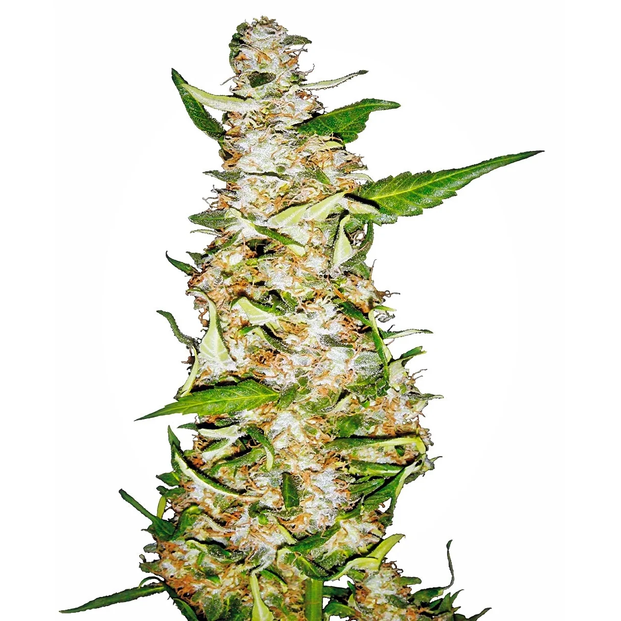Sensi Seeds Skunk #1 Auto feminisiert