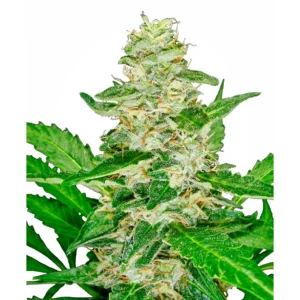 Sensi Seeds Super Skunk Auto feminisiert