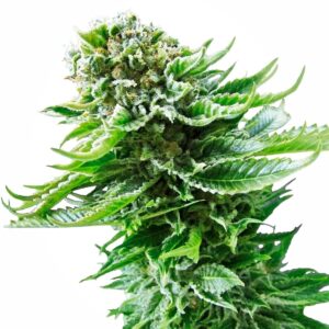 Sensi Seeds Northern Lights Auto feminisiert