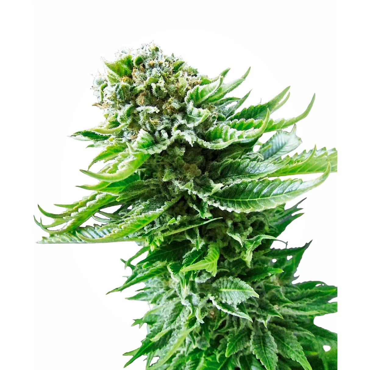 Sensi Seeds Northern Lights Auto feminisiert