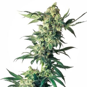 Sensi Seeds Northern Lights feminisiert