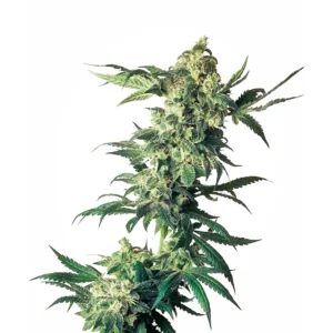 Sensi Seeds Northern Lights feminisiert
