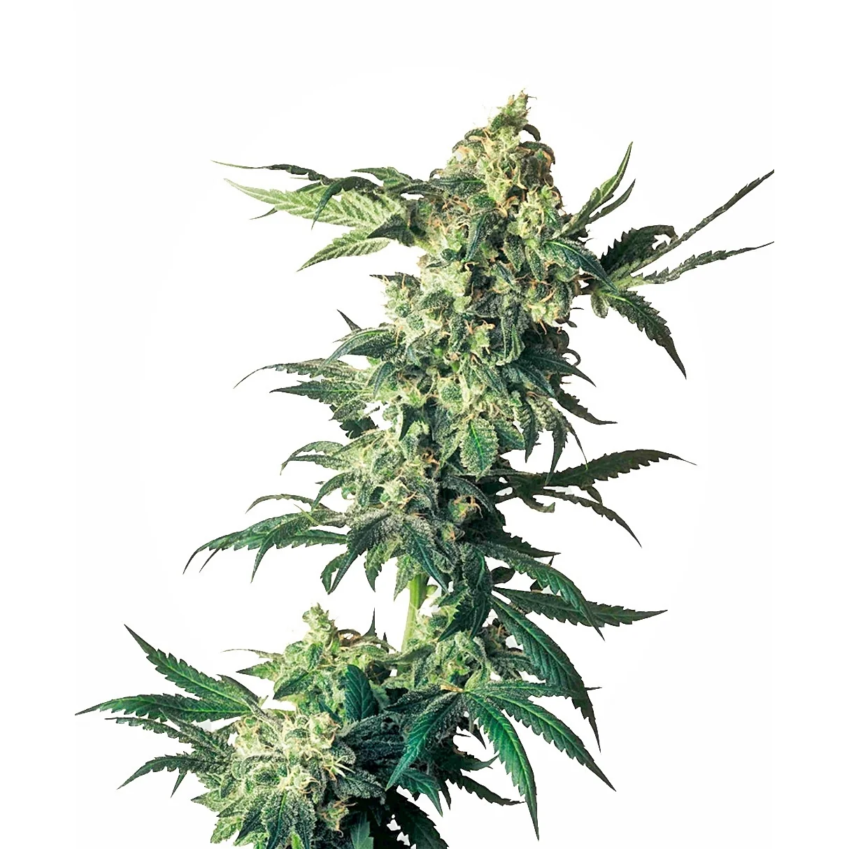 Sensi Seeds Northern Lights feminisiert