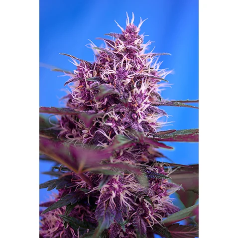 Sweet Seeds Red Poison Auto feminisiert