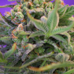 Sweet Seeds Sweet Cheese F1 FAST Version feminisiert