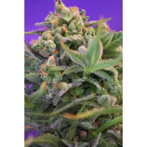 Sweet Seeds Sweet Cheese F1 FAST Version feminisiert