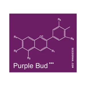 Seedsman Purple Bud regulär