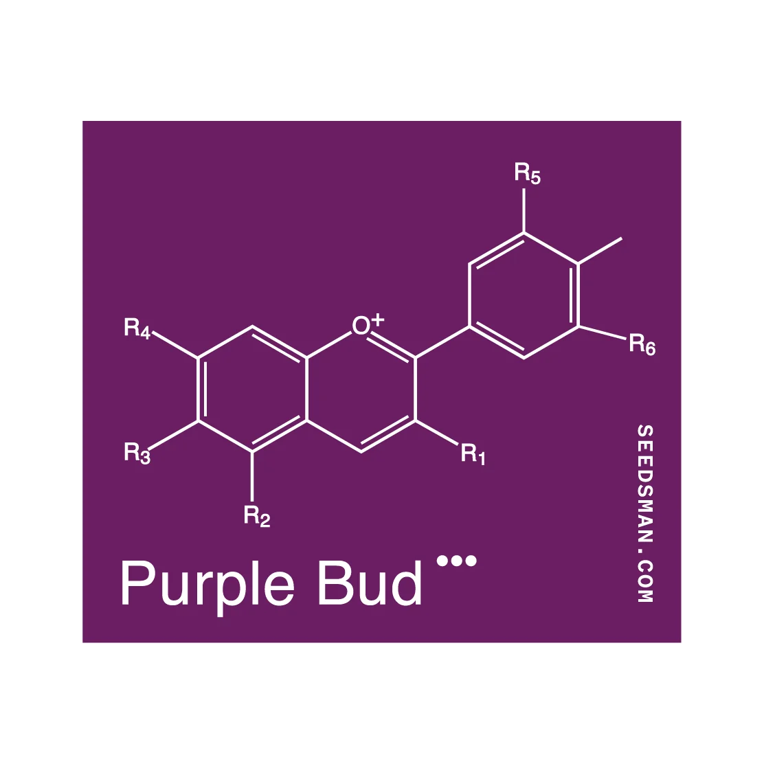 Seedsman Purple Bud regulär