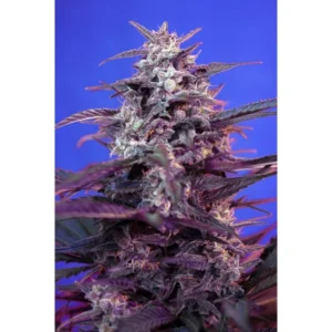 Sweet Seeds Bloody Skunk Auto feminisiert
