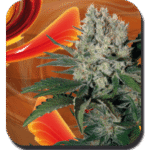 Buddha Seeds Syrup Auto feminisiert