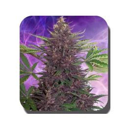 Buddha Seeds Purple Kush Auto feminisiert