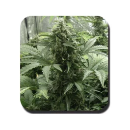 Buddha Seeds White Dwarf Auto feminisiert
