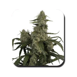Buddha Seeds Quasar Auto feminisiert