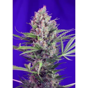 Sweet Seeds Cream Mandarine F1 FAST Version feminisiert