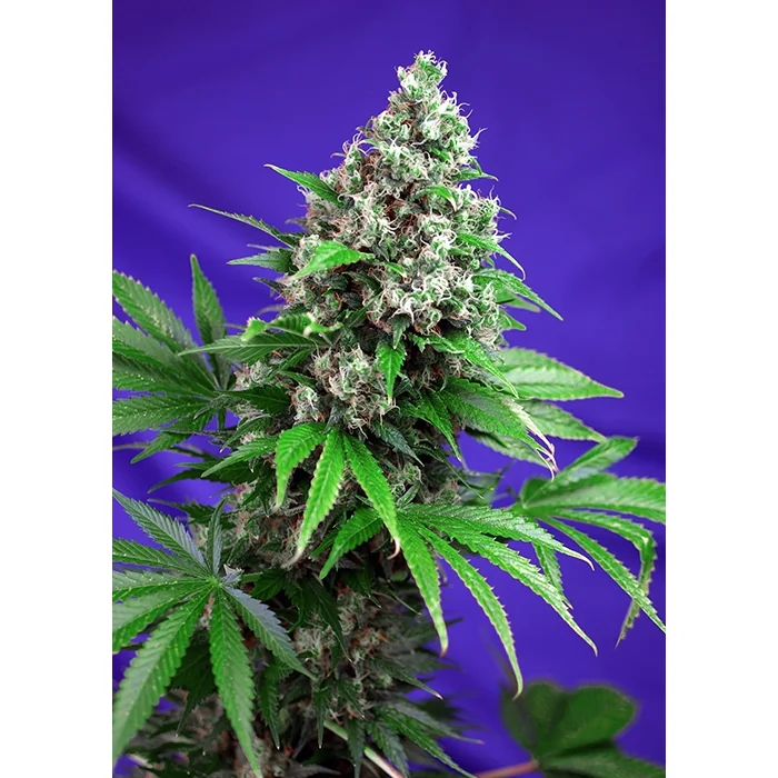 Sweet Seeds Killer Kush F1 FAST Version feminisiert