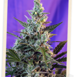 Sweet Seeds Sweet Skunk F1 FAST Version feminisiert