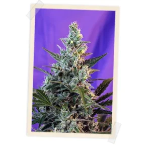 Sweet Seeds Sweet Skunk F1 FAST Version feminisiert