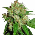Sensi Seeds Sensi Skunk feminisiert