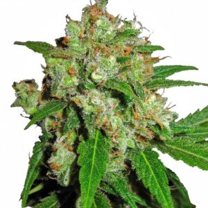 Sensi Seeds Sensi Skunk feminisiert