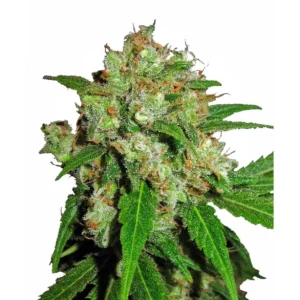 Sensi Seeds Sensi Skunk feminisiert