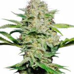 Sensi Seeds Sensi Skunk Auto feminisiert